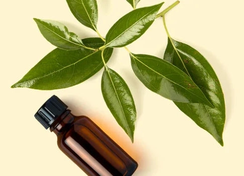 Top 10 Ravintsara Essential Oil