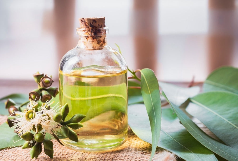 Top 10 Eucalyptus Essential Oil