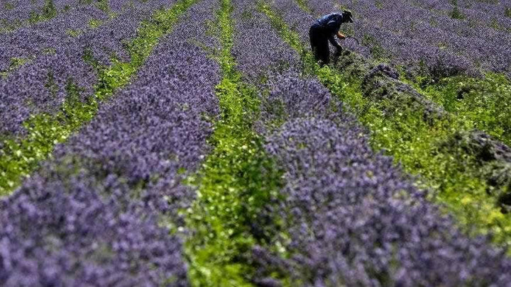 Lavender Oil Pure (Bulgarian) - Essential Oils Company