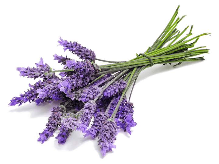 Lavender Oil Pure (Bulgarian) - Essential Oils Company