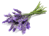 Lavender Oil Pure (Bulgarian) - Essential Oils Company