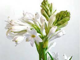 Tuberose Fragrance Oil - Essential Oils Company