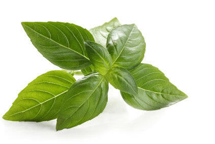 Basil leaf