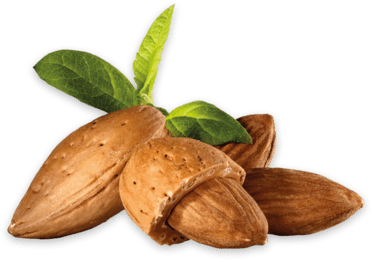 Almond Oil seed