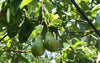 Avocado Oil Fruits