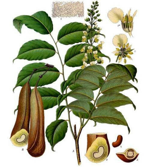 Balsam Tolu Oil fruits and leaf