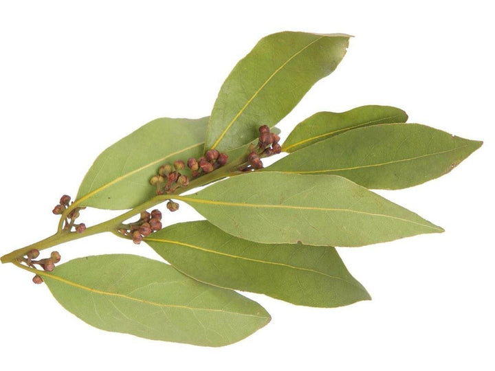 Bay Leaf Oil leaf 