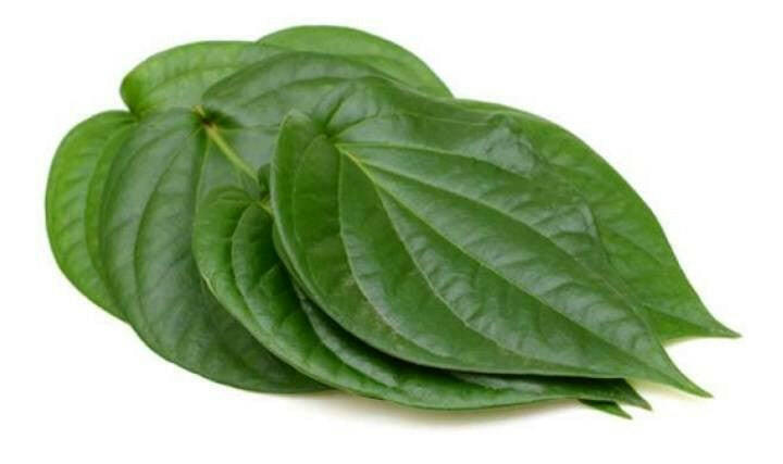 Betel Leaf Oil - Essential Oils Company