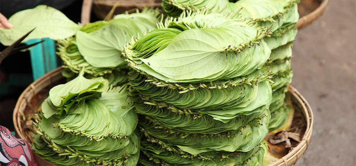 Betel leaf