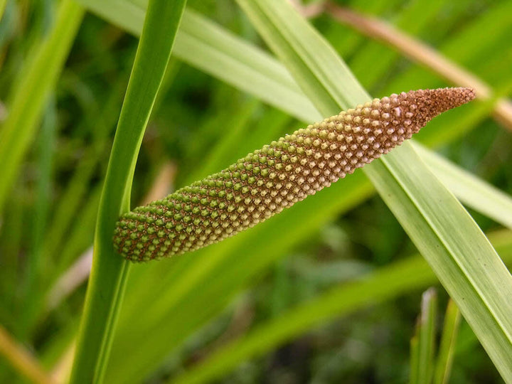 Calamus Essential Oils