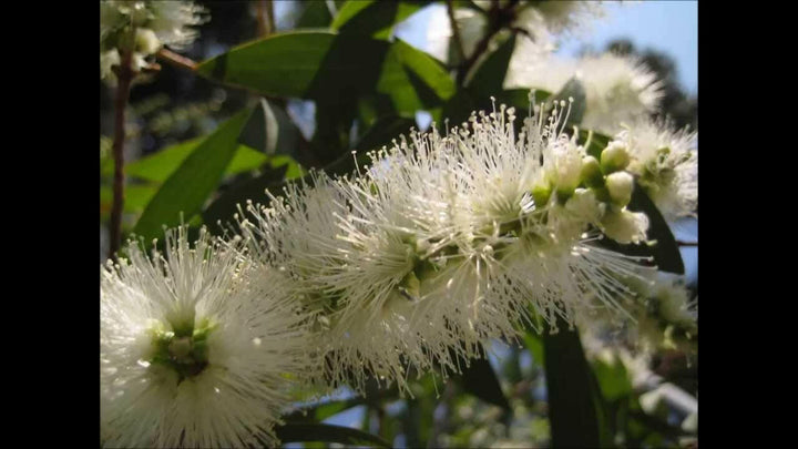 Cajeput Oil - Essential Oils Company