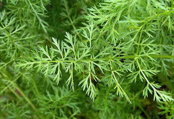 Caraway Oil  leaf