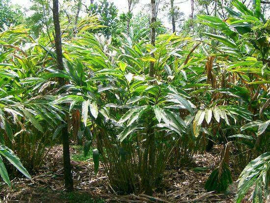 Cardamom Oil leaf