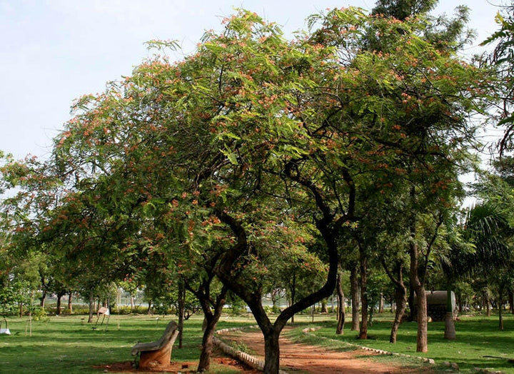 Cassia Oil  LEAFS