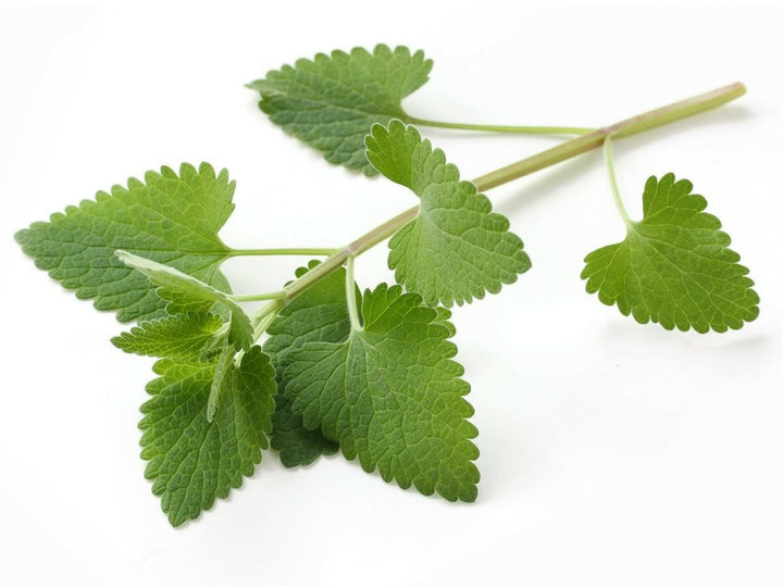 Catnip Oil Leaf