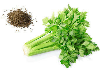 Celery Seed leaf