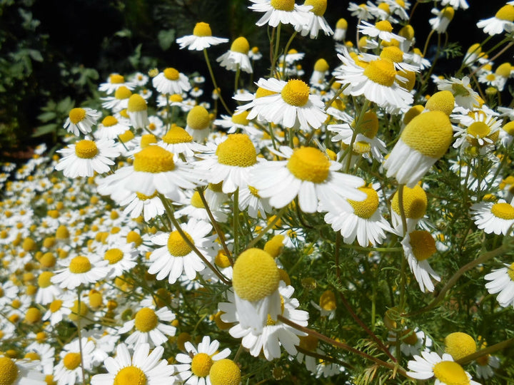 Chamomile Oil (German) - Essential Oils Company