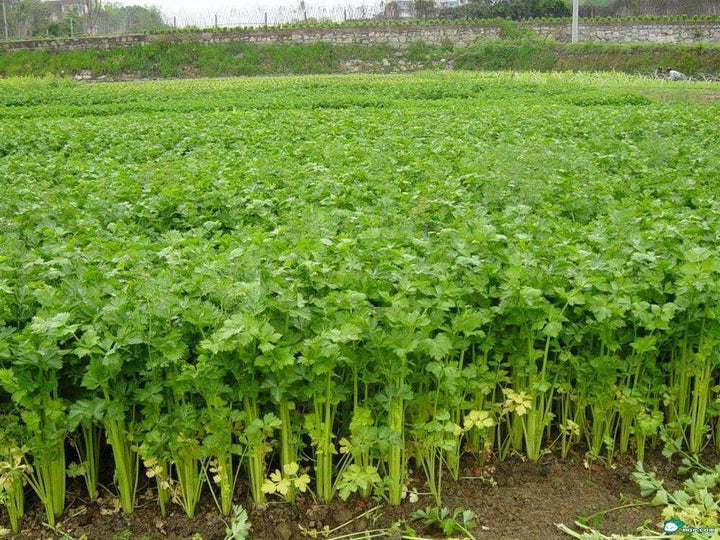 Celery Seed Oil tree