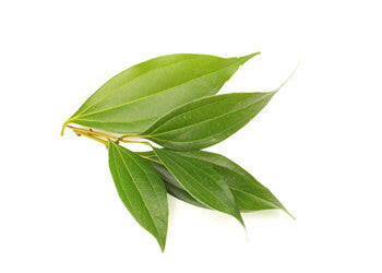 Buy Cinnamon Leaf Essential Oil