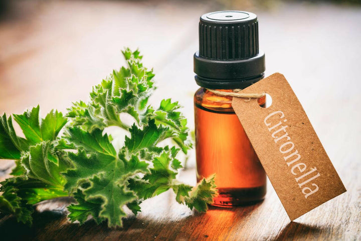 Citronella Oil - Essential Oils Company