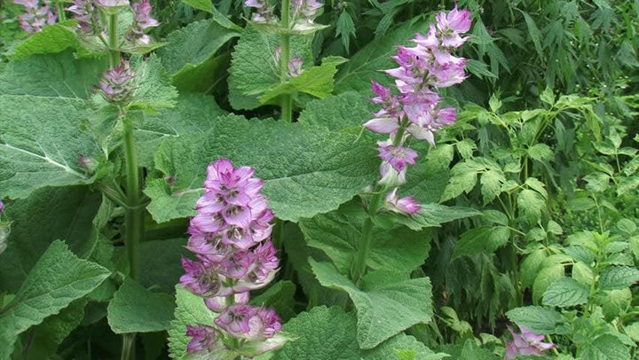 Clary Sage flowers