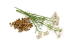 Coriander Oil seed