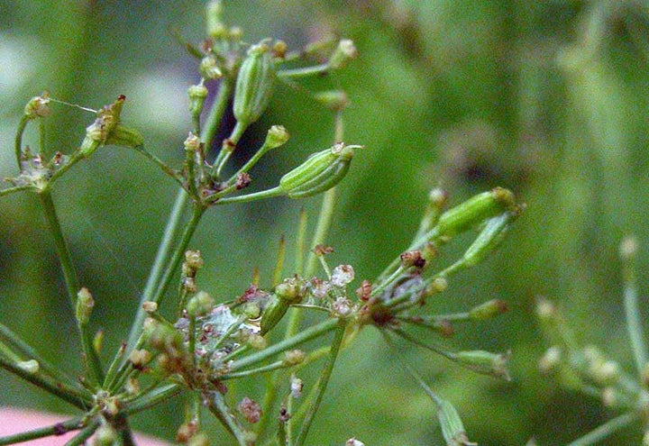 Cumin leaf