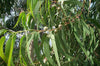 Eucalyptus Globulus Oil - Essential Oils Company