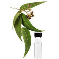 Eucalyptus Citriodora Oil - Essential Oils Company