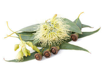 Eucalyptus Globulus Oil - Essential Oils Company