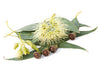 Eucalyptus Globulus Oil - Essential Oils Company