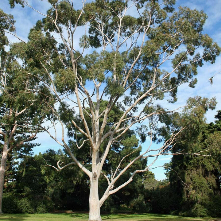 Eucalyptus Citriodora Oil - Essential Oils Company