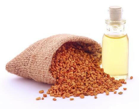 Fenugreek Oil - Essential Oils Company