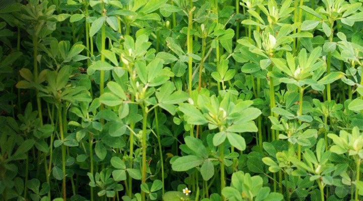 Fenugreek Oil - Essential Oils Company