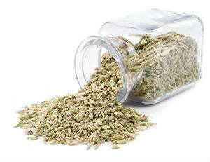 Fennel Seed Oil - Essential Oils Company