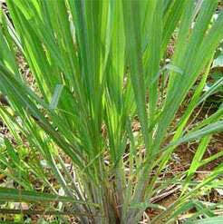 Ginger Grass Oil - Essential Oils Company