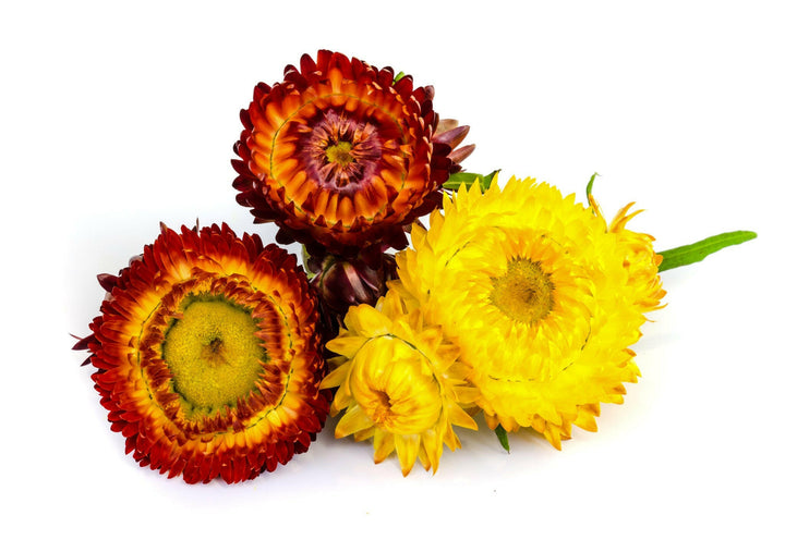 Helichrysum Oil - Essential Oils Company