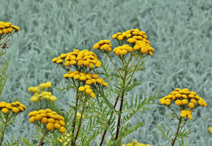 Helichrysum Oil - Essential Oils Company