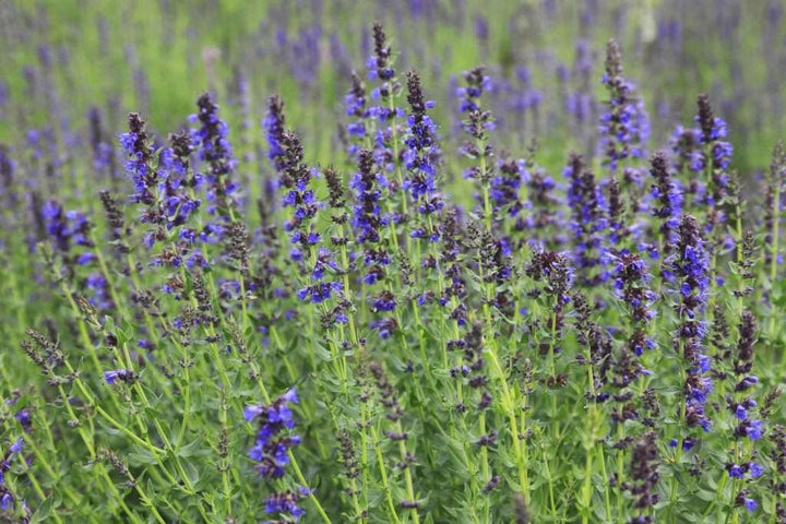 Hyssop Oil - Essential Oils Company