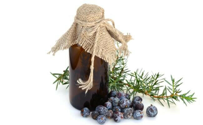 Juniper Berry Oil - Essential Oils Company