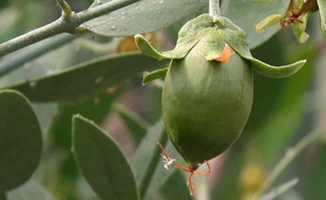 Jojoba Oil (Golden) - Essential Oils Company