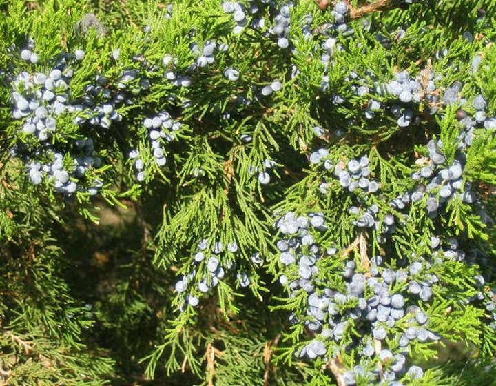 Juniper Berry Oil - Essential Oils Company