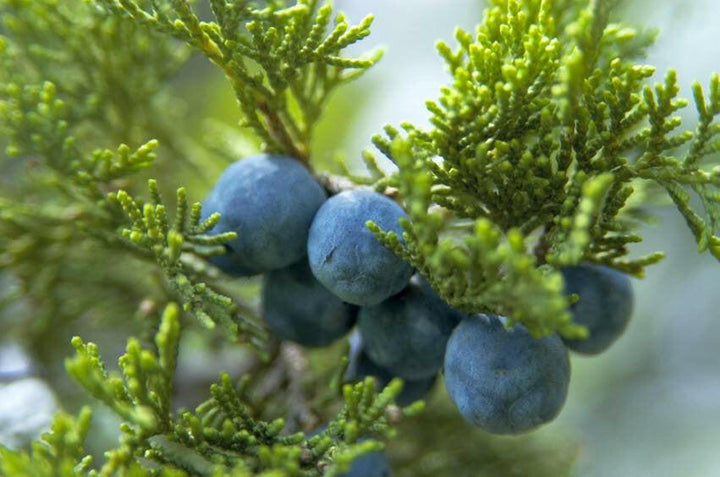 Juniper Berry Oil - Essential Oils Company