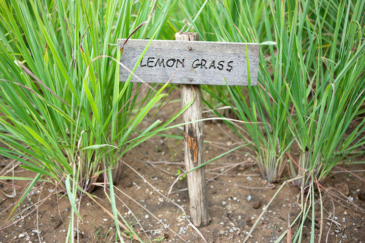 Lemongrass Oil - Essential Oils Company