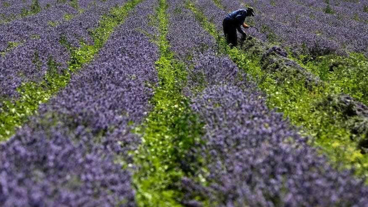 Lavender Oil Pure (Kashmir) - Essential Oils Company