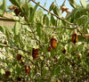 Jojoba Oil (Golden) - Essential Oils Company