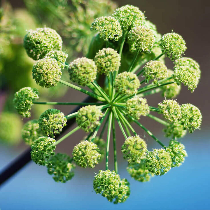 Angelica Root leaf