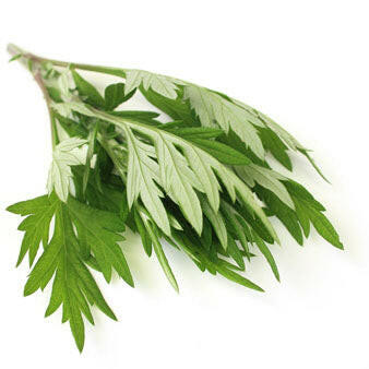 Armoise Essential  Oil Leaf