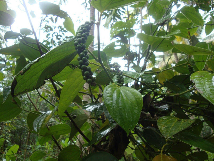 Black Pepper Oil LEAF