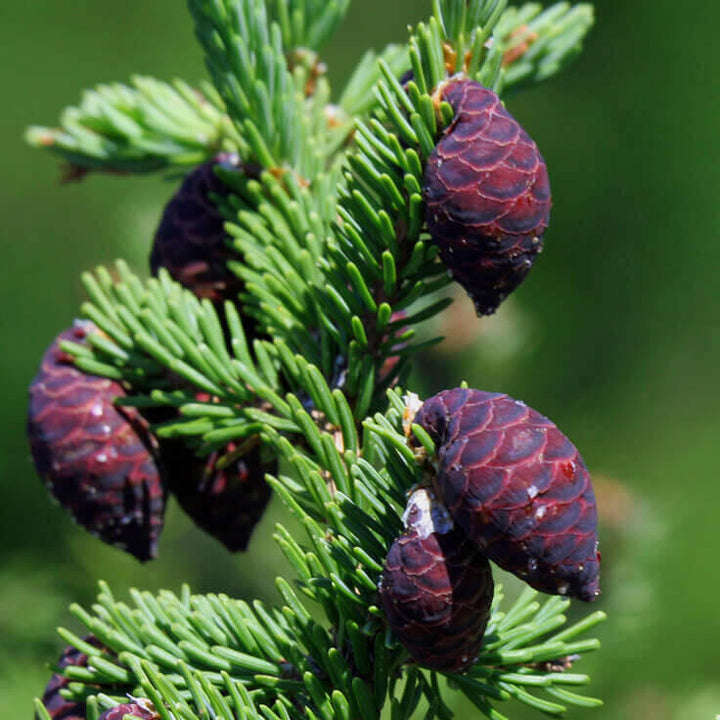 Black Spruce 